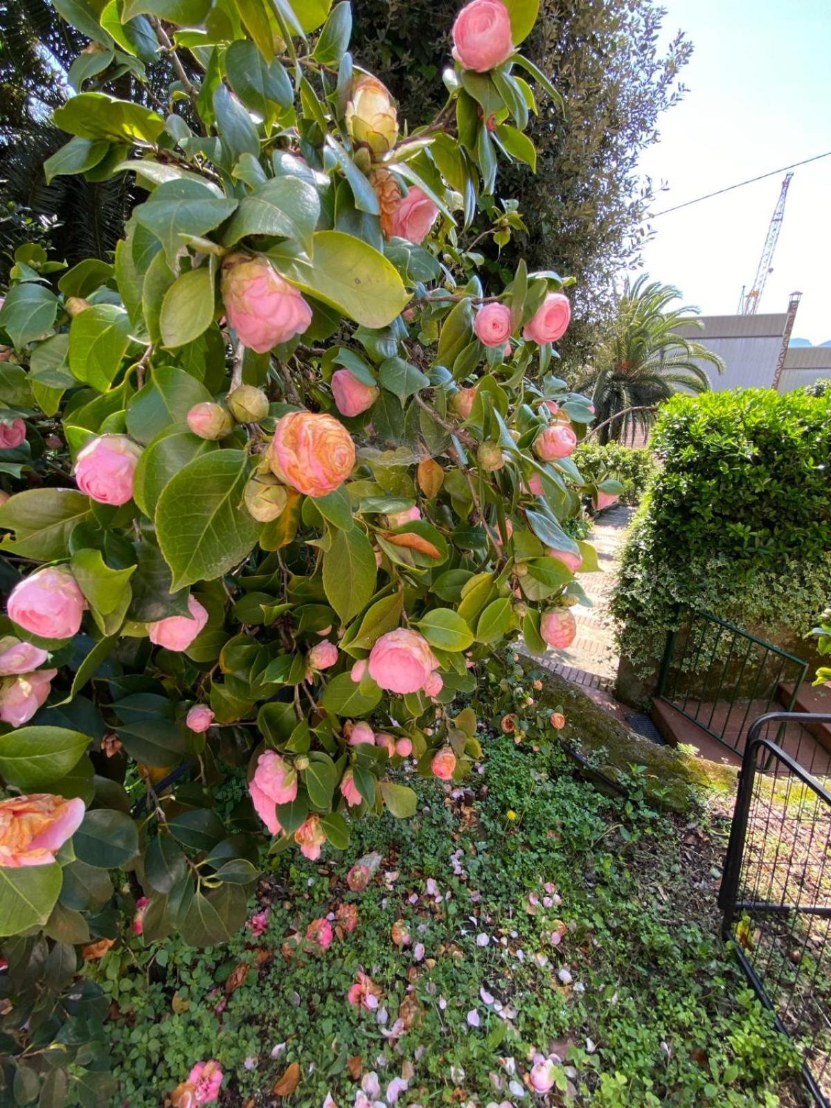 Caligo Bed & Breakfast La Spezia Exterior foto